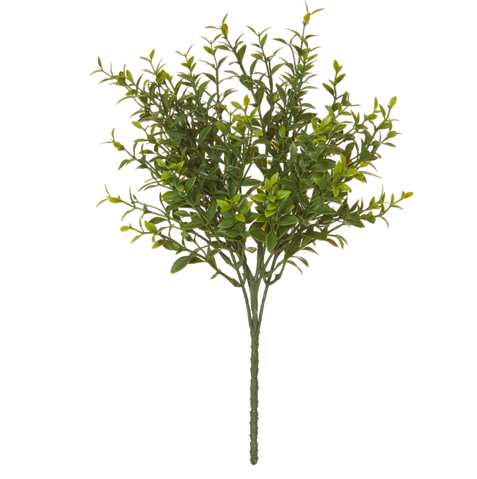 BOXWOOD BUSH - RAPT ONLINE