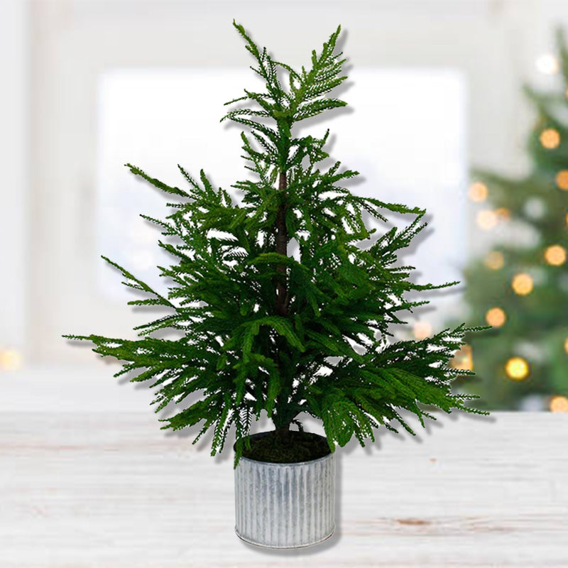 50% OFF | POTTED PINE TREE - RAPT ONLINE