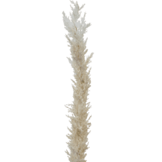 EXTRA TALL ASTILBE - RAPT ONLINE