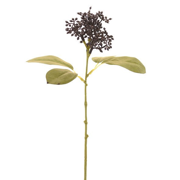 DUSK ELDERBERRY - RAPT ONLINE