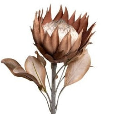 30% OFF | DRIED LOOK LARGE BROWN PROTEA - RAPT ONLINE