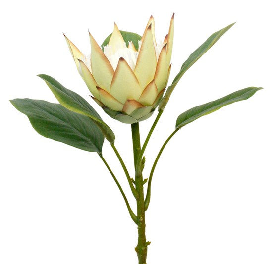 KING PROTEA STEM GREEN - RAPT ONLINE