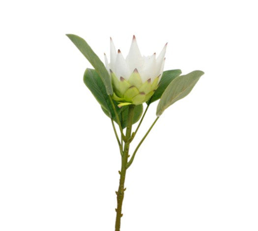 KING PROTEA STEM WHITE - RAPT ONLINE