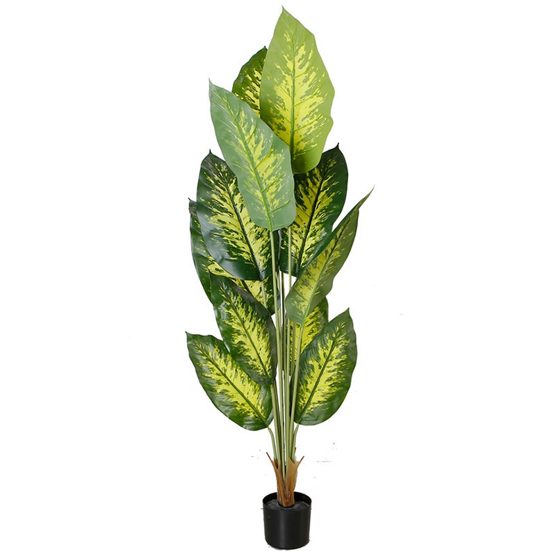 DIEFFENBACHIA POTTED - RAPT ONLINE