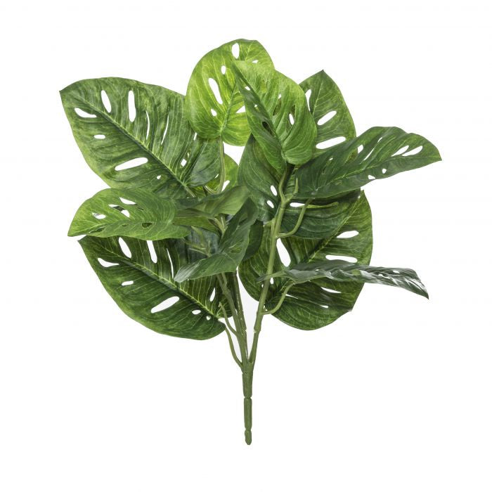 MONSTERA BUSH - RAPT ONLINE