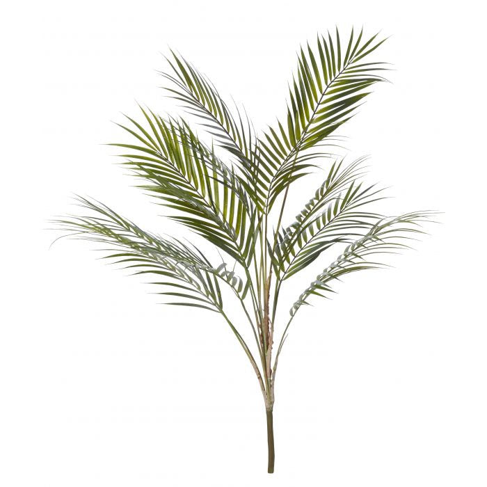 PHOENIX PALM - RAPT ONLINE