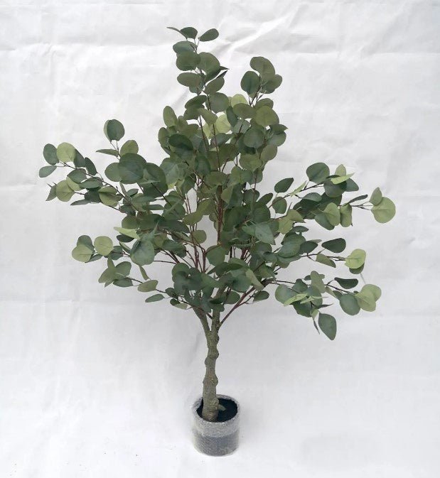 1.2M EUCALYPTUS TREE - RAPT ONLINE