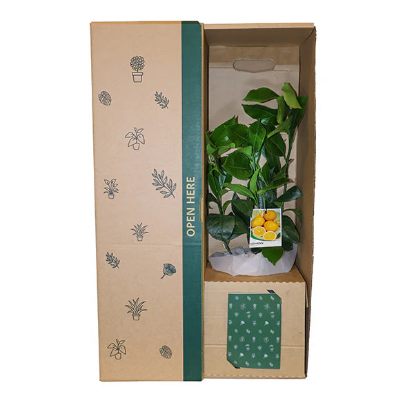 Meyer Lemon Tree Potted Plant