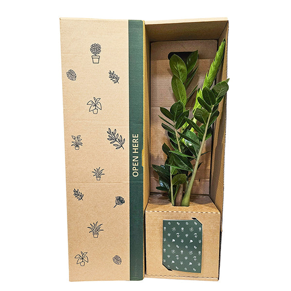 carboard zz plant Zamioculcas ZZ Green Potted Plant| RAPT ONLINE |New Zealand