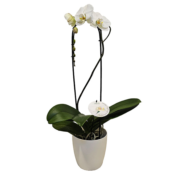 Grandiflora Orchid