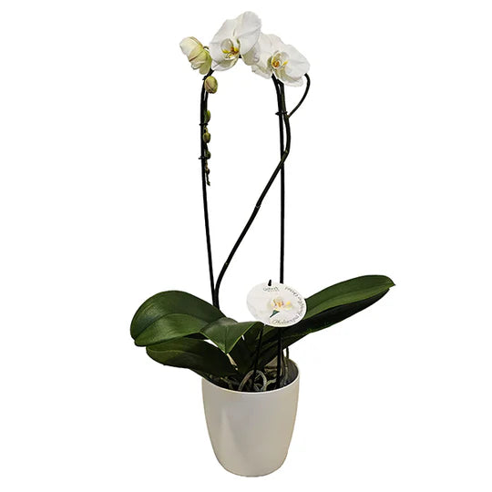 Grandiflora Orchid Potted Plant