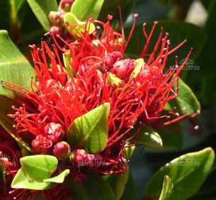 Metrosideros Vibrant Orange/Red Flowers