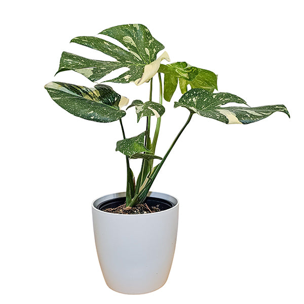 Monstera Thai Constellation