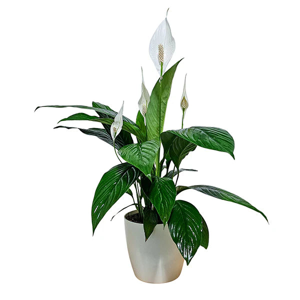 Peace Lily White Flowers Potted Plant