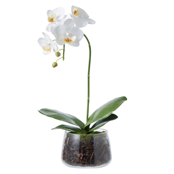 PHALAENOPSIS PLANT - RAPT ONLINE