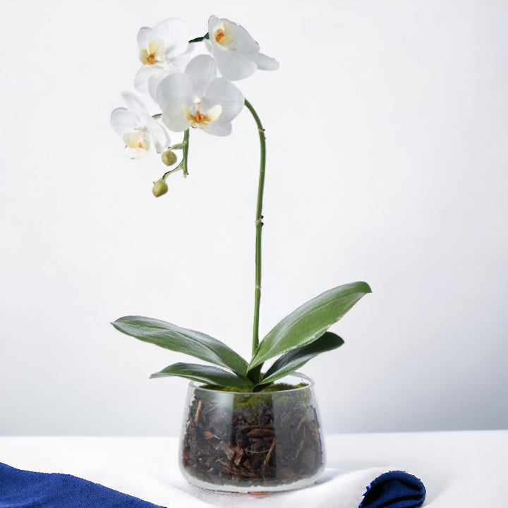 PHALAENOPSIS PLANT