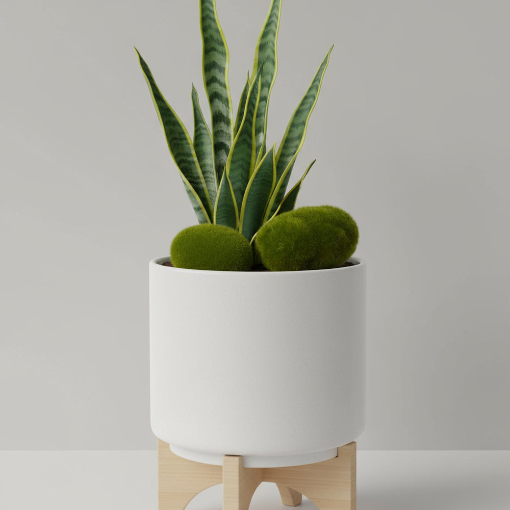 Green moss-like decorative item on a white background