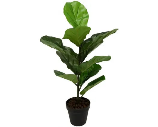 FIDDLE LEAF TREE - RAPT ONLINE