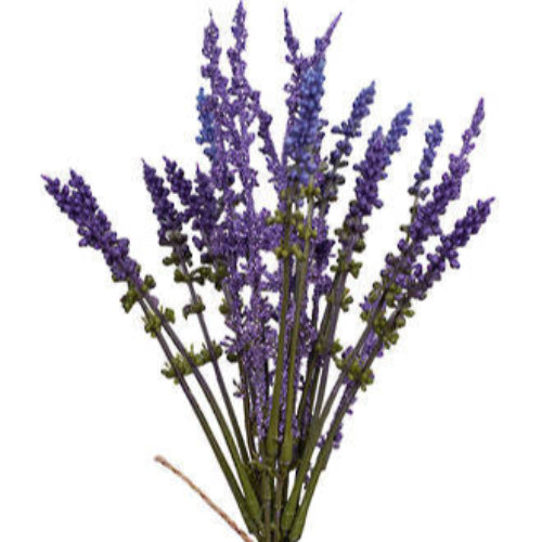 Bouquet of purple lavender flowers tied with twine on a white background