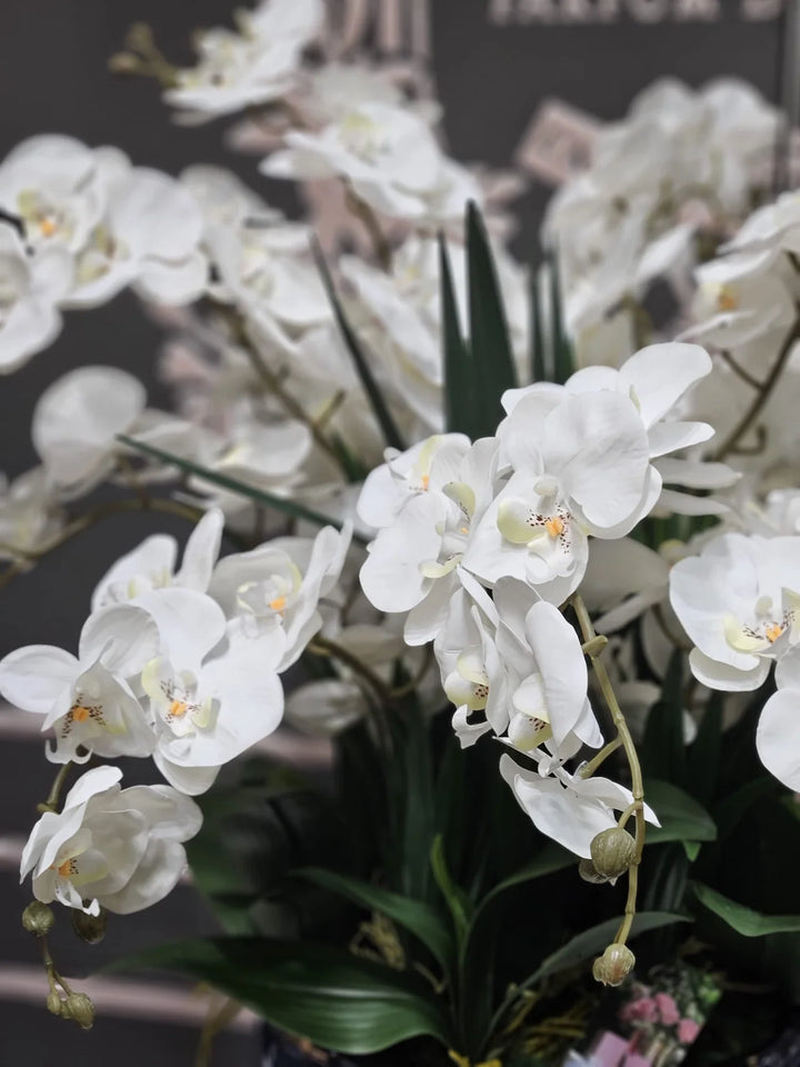 Côte Noire Luxury Giant Orchid