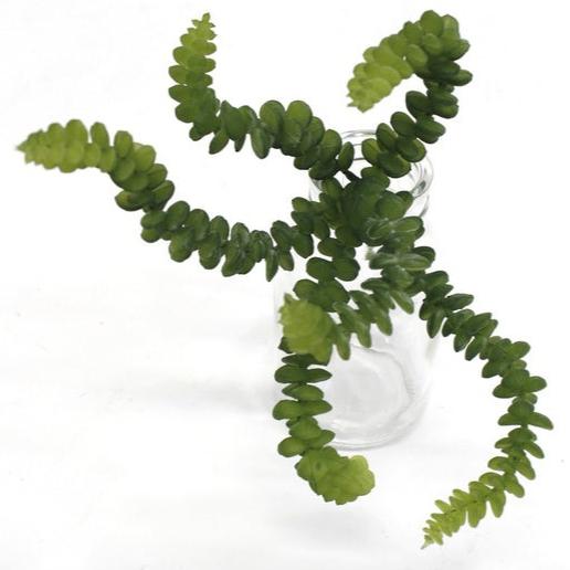 25cm Babies Neclace Succulent