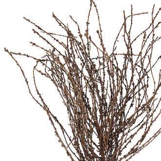 DRIED LOOK BIRCH TWIGS