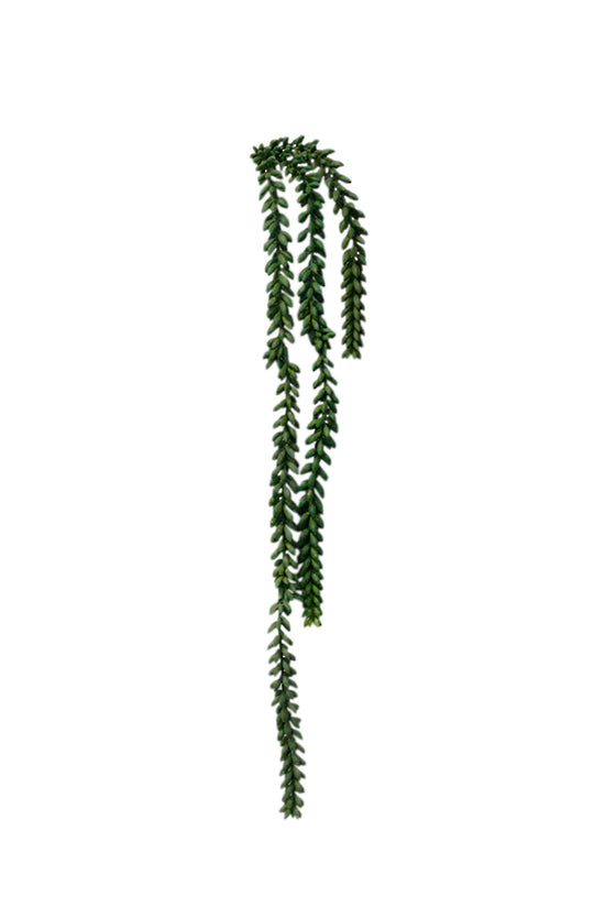 82cm Burro's Tail Artificial Stem