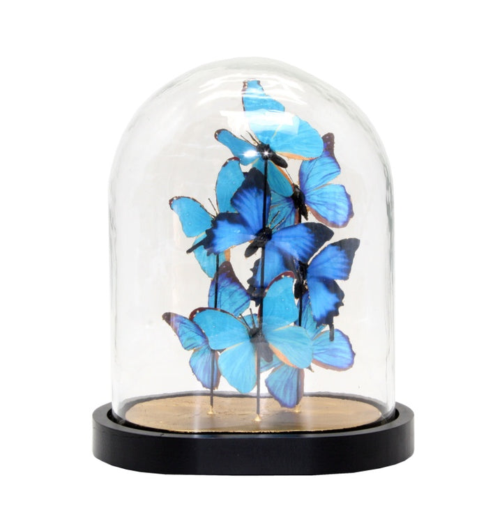 27.5cm Blue Butterflies Cloche