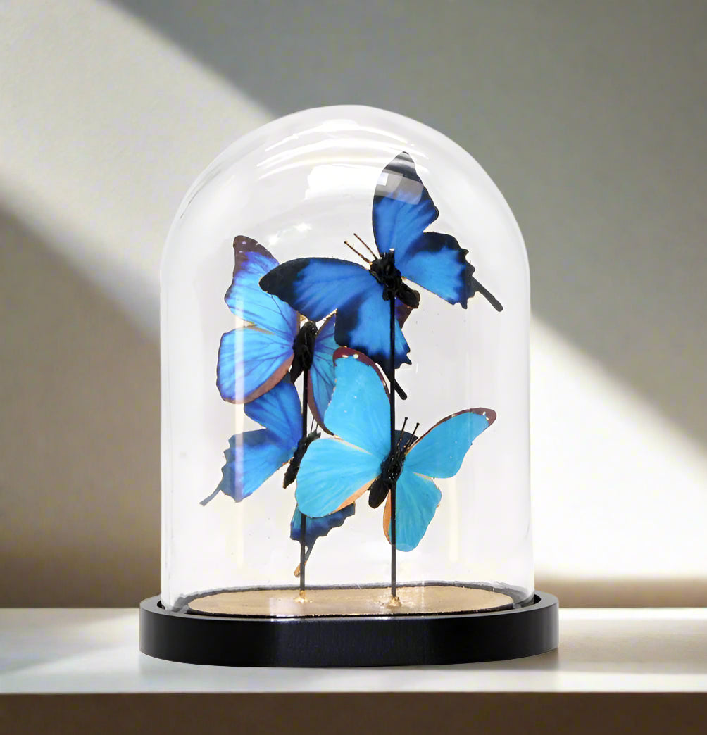 Glass dome with blue butterflies on a white background