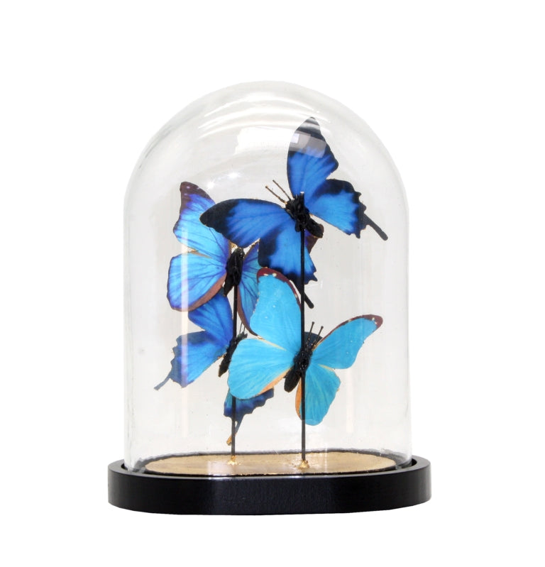 22cm Blue Butterflies Cloche