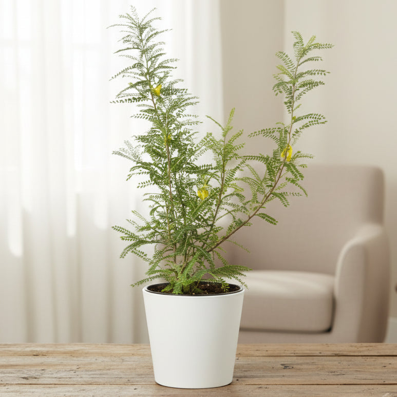 Potted plant with blue liner in a wooden planter on a white background