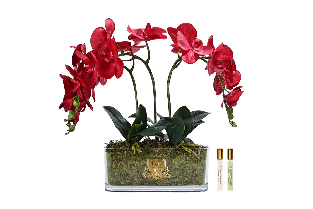 Cote Noire Red Oval Orchid Arrangemnt