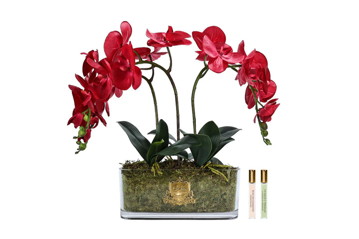 Cote Noire Red Oval Orchid Arrangemnt