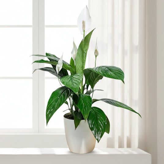Two potted peace lilies in front of a cardboard box with plant illustrations.