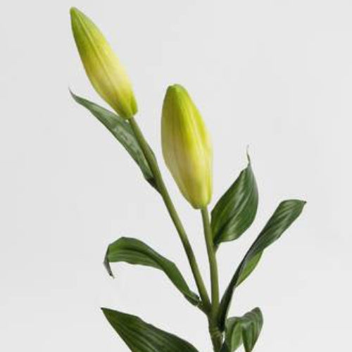 Two yellow lily buds with green leaves on a light gray background