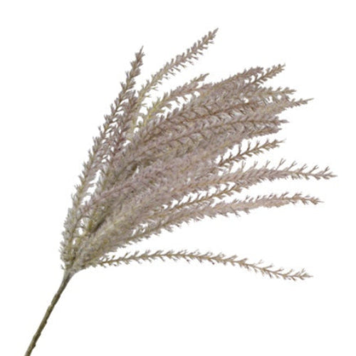 Dried grass stem on a white background