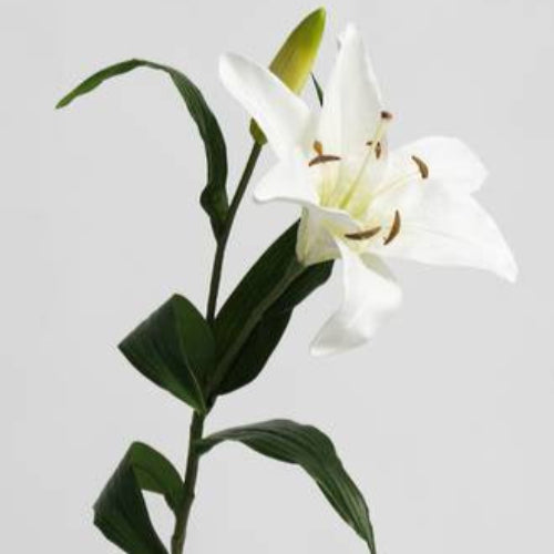 White lily flower with green leaves on a light gray background