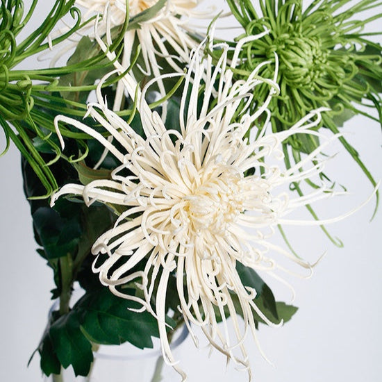 Close-up of white and green flowers with a plain background