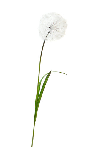 100cm Artificial Danelion Spray