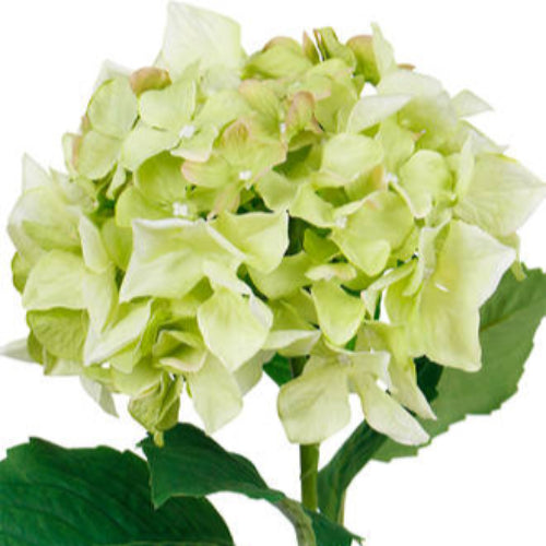 65cm Sublime Green Artificial Hydrangea