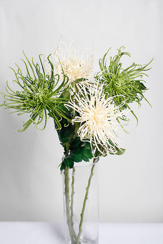 71cm Spider Mum Artificial Stem