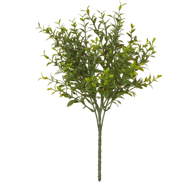 BOXWOOD BUSH - RAPT ONLINE
