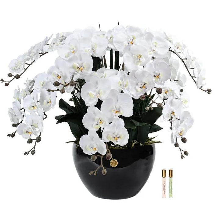 Black vase with white flowers on a white background