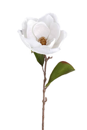 VELVET WHITE MAGNOLIA