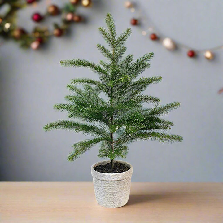 PINE TREE WITH CEMENT POT