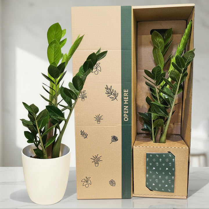 Potted plant next to an open cardboard box with a plant inside, on a white background