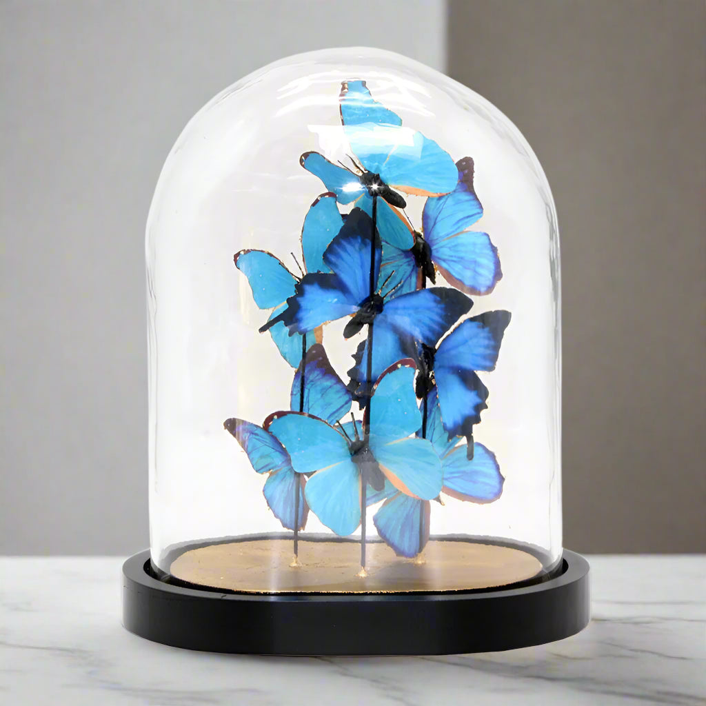 blue butterfly decor presented in a glass cloche or dome. a lovely piece of homeware