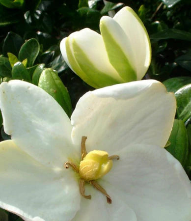 Gardenia White Flowers Potted Plants