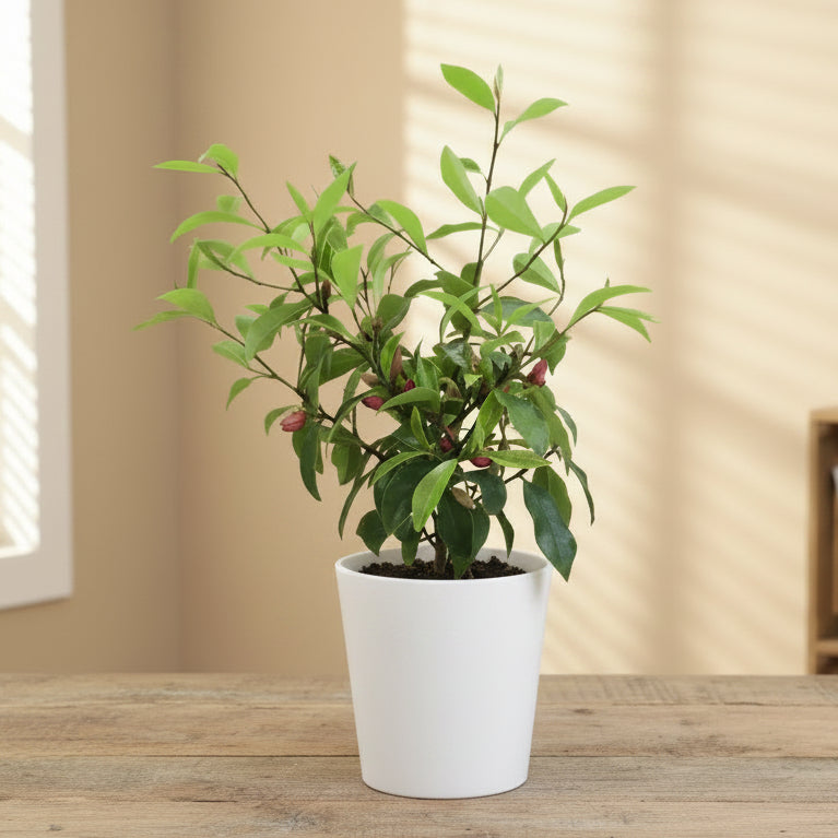 Potted plant with green leaves and small red fruits on a white background