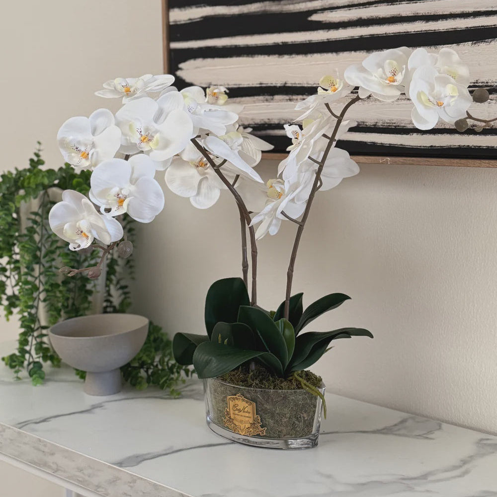 White Cote Noire orchid plant in a pot on a marble surface with abstract art in the background